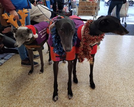 Greyhounds Marge, Janti and Will at Sainsbury's Staines with Wimbledon Greyhound Welfare, December 2019